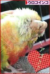 にほんブログ村 鳥ブログ ウロコインコへ
