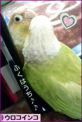にほんブログ村 鳥ブログ ウロコインコへ