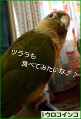 にほんブログ村 鳥ブログ ウロコインコへ