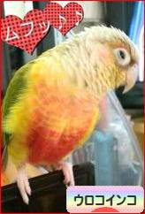 にほんブログ村 鳥ブログ ウロコインコへ