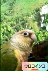 にほんブログ村 鳥ブログ ウロコインコへ