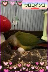 にほんブログ村 鳥ブログ ウロコインコへ