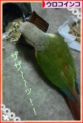 にほんブログ村 鳥ブログ ウロコインコへ