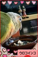 にほんブログ村 鳥ブログ ウロコインコへ