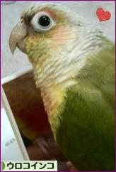 にほんブログ村 鳥ブログ ウロコインコへ