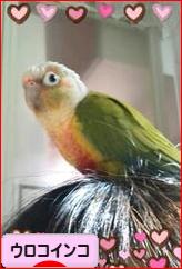 にほんブログ村 鳥ブログ ウロコインコへ