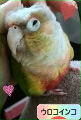 にほんブログ村 鳥ブログ ウロコインコへ