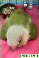 にほんブログ村 鳥ブログ ウロコインコへ