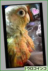 にほんブログ村 鳥ブログ ウロコインコへ
