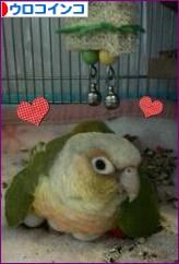 にほんブログ村 鳥ブログ ウロコインコへ