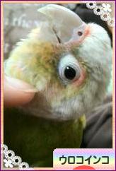 にほんブログ村 鳥ブログ ウロコインコへ