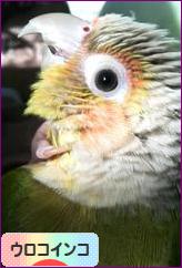 にほんブログ村 鳥ブログ ウロコインコへ