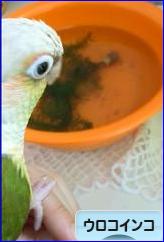 にほんブログ村 鳥ブログ ウロコインコへ