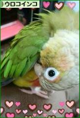 にほんブログ村 鳥ブログ ウロコインコへ