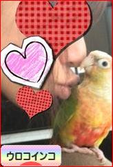 にほんブログ村 鳥ブログ ウロコインコへ