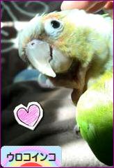 にほんブログ村 鳥ブログ ウロコインコへ