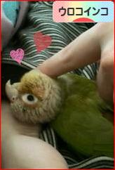 にほんブログ村 鳥ブログ ウロコインコへ