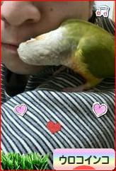 にほんブログ村 鳥ブログ ウロコインコへ
