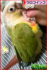 にほんブログ村 鳥ブログ ウロコインコへ