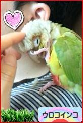 にほんブログ村 鳥ブログ ウロコインコへ