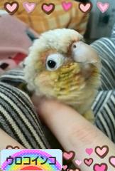 にほんブログ村 鳥ブログ ウロコインコへ