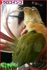 にほんブログ村 鳥ブログ ウロコインコへ