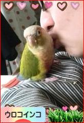 にほんブログ村 鳥ブログ ウロコインコへ