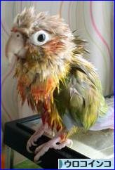にほんブログ村 鳥ブログ ウロコインコへ