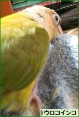 にほんブログ村 鳥ブログ ウロコインコへ