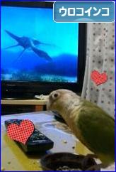 にほんブログ村 鳥ブログ ウロコインコへ