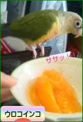 にほんブログ村 鳥ブログ ウロコインコへ