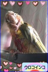 にほんブログ村 鳥ブログ ウロコインコへ