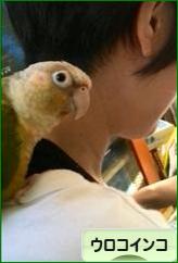 にほんブログ村 鳥ブログ ウロコインコへ