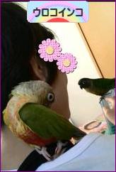 にほんブログ村 鳥ブログ ウロコインコへ