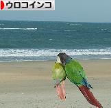 にほんブログ村 鳥ブログ ウロコインコへ