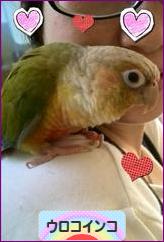 にほんブログ村 鳥ブログ ウロコインコへ