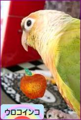 にほんブログ村 鳥ブログ ウロコインコへ