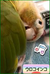 にほんブログ村 鳥ブログ ウロコインコへ