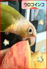 にほんブログ村 鳥ブログ ウロコインコへ