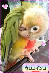 にほんブログ村 鳥ブログ ウロコインコへ