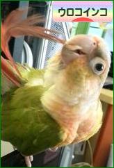 にほんブログ村 鳥ブログ ウロコインコへ