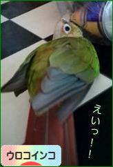 にほんブログ村 鳥ブログ ウロコインコへ
