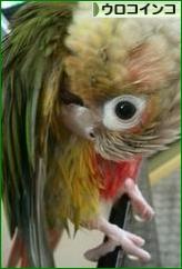 にほんブログ村 鳥ブログ ウロコインコへ