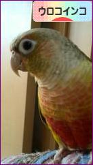 にほんブログ村 鳥ブログ ウロコインコへ