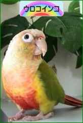 にほんブログ村 鳥ブログ ウロコインコへ