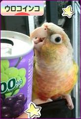 にほんブログ村 鳥ブログ ウロコインコへ