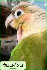 にほんブログ村 鳥ブログ ウロコインコへ