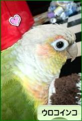 にほんブログ村 鳥ブログ ウロコインコへ