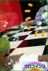 にほんブログ村 鳥ブログ ウロコインコへ