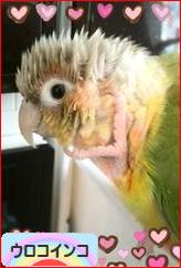 にほんブログ村 鳥ブログ ウロコインコへ